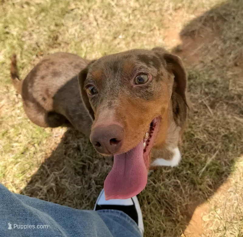 Draco AKC Dapple – Dachshund puppy for sale in Minco, OK