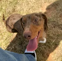 Draco AKC Dapple, a male Dachshund for sale in Minco, OK – 1 of 7