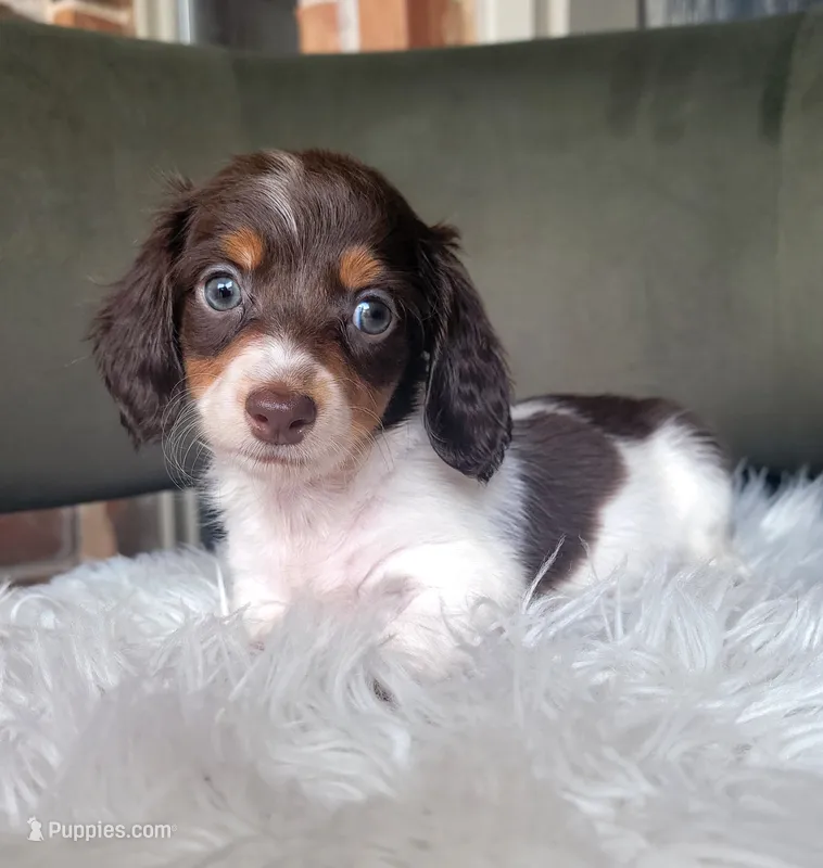 Ruby – Miniature Dachshund puppy for sale in Minco, OK
