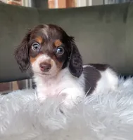 Ruby, a female Miniature Dachshund for sale in Minco, OK – 1 of 5