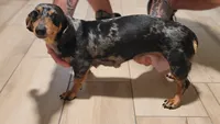 Stormy, a female Miniature Dachshund for sale in Minco, OK – 2 of 5