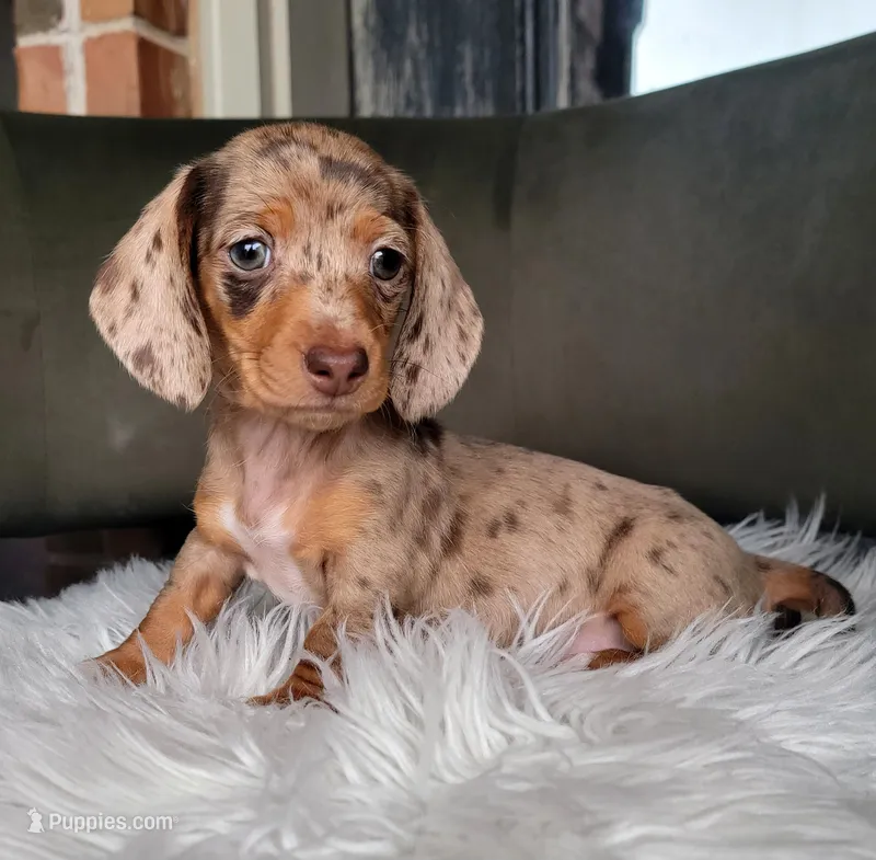 Harleigh – Miniature Dachshund puppy for sale in Minco, OK