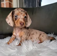 Harleigh SALE, a female Miniature Dachshund for sale in Minco, OK – 1 of 5
