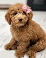 F1bb Mico Goldendoodle , a female Miniature Goldendoodle for sale in Minco, OK – 1 of 7