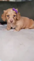 Matilda, a female Dachshund for sale in Minco, OK – 3 of 3