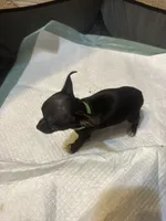 Green collar, a female Chihuahua for sale in Pitkin, LA – 2 of 2