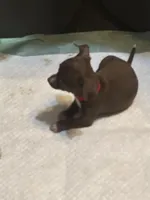 Red collar, a female Chihuahua for sale in Pitkin, LA – 2 of 3