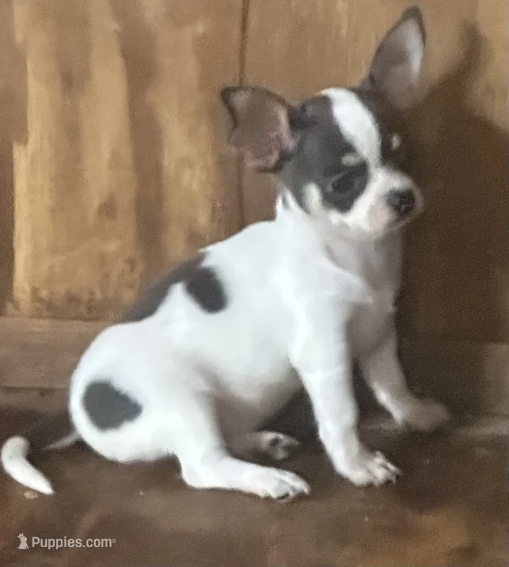 Female Blue spotted on white – Chihuahua puppy for sale in Pitkin, LA