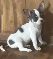 Female Blue spotted on white, a female Chihuahua for sale in Pitkin, LA – 1 of 3