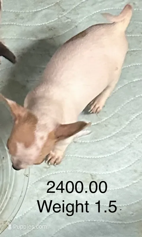 Tan Collar – Chihuahua puppy for sale in Pitkin, LA