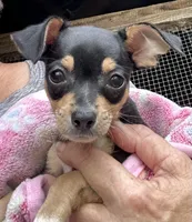 Turquoise collar 2.9 pounds 6/1/26, a male Chihuahua for sale in Pitkin, LA – 4 of 4