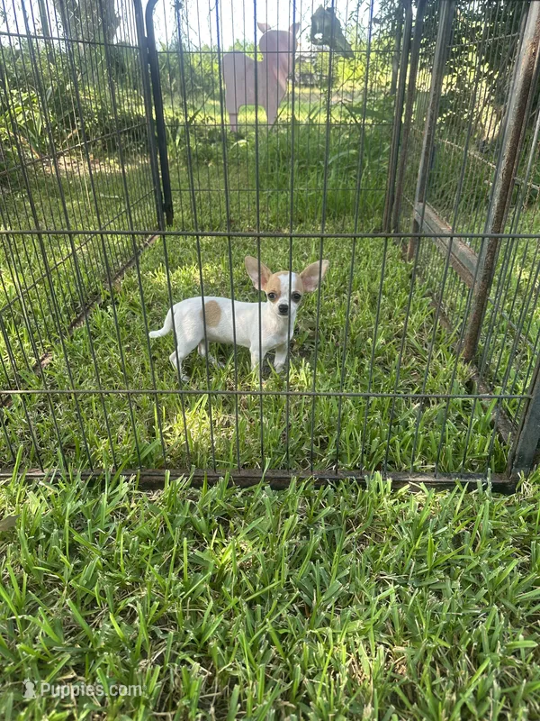 Red Fawn spotted on white – Chihuahua puppy for sale in Pitkin, LA