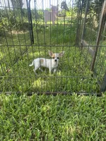 Reduced.  Red Fawn spotted on white, a female Chihuahua for sale in Pitkin, LA – 1 of 3