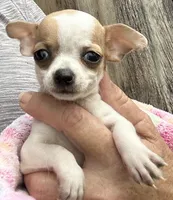 Red Fawn spotted on white, a female Chihuahua for sale in Pitkin, LA – 5 of 5