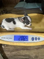 Female Blue spotted on white, a female Chihuahua for sale in Pitkin, LA – 5 of 5