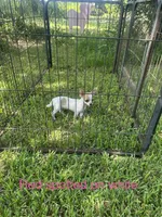 Reduced.  Red Fawn spotted on white, a female Chihuahua for sale in Pitkin, LA – 3 of 3