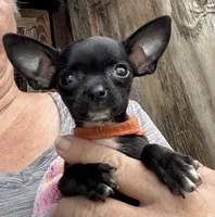Orange collar 1.6 pounds 6/1/26, a female Chihuahua for sale in Pitkin, LA – 4 of 4