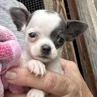 Blue spotted on white, a female Chihuahua for sale in Pitkin, LA – 5 of 5