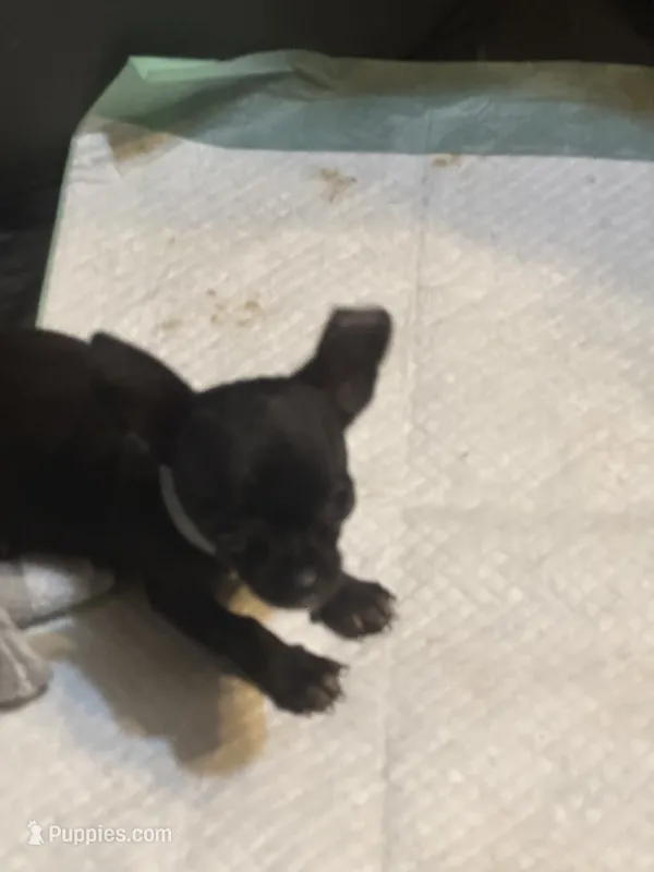 Grey collar – Chihuahua puppy for sale in Pitkin, LA