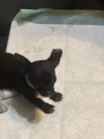 Grey collar, a male Chihuahua for sale in Pitkin, LA – 1 of 2