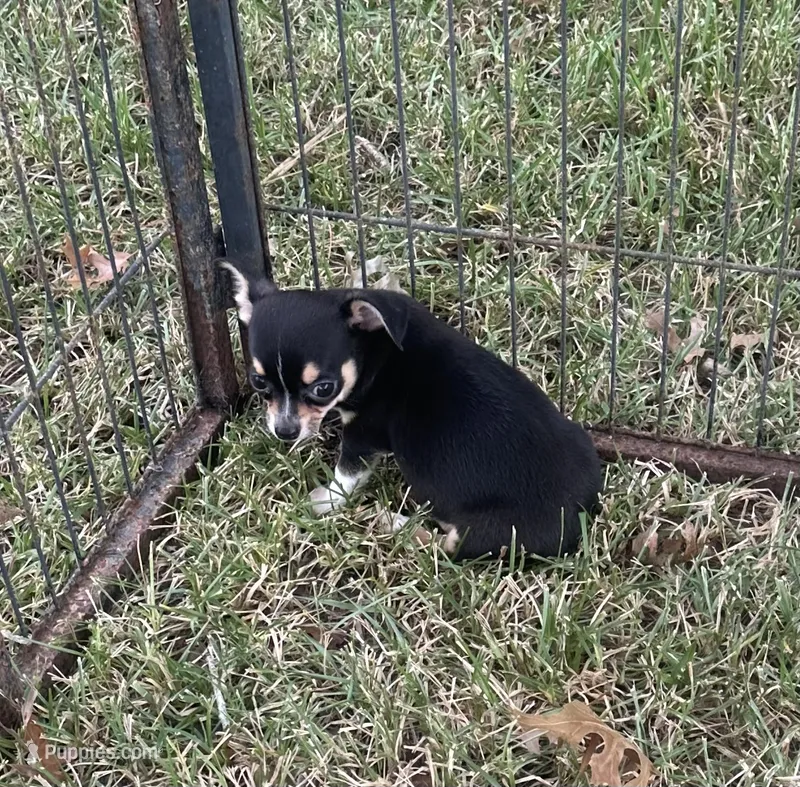 Male black tri – Chihuahua puppy for sale in Pitkin, LA