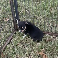 Male black tri, a male Chihuahua for sale in Pitkin, LA – 1 of 9