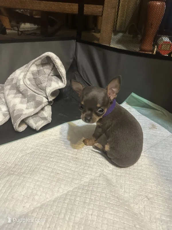 Purple collar – Chihuahua puppy for sale in Pitkin, LA