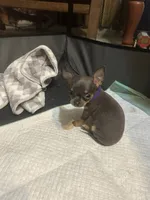 Purple collar, a female Chihuahua for sale in Pitkin, LA – 1 of 2