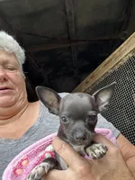 Yellow collar 2.1 pounds on 6/1/26, a female Chihuahua for sale in Pitkin, LA – 4 of 4