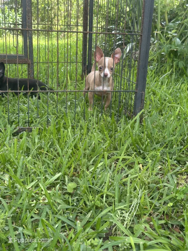 Williams Lilac Pep – Chihuahua puppy for sale in Pitkin, LA