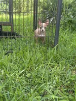 Williams Lilac Pep, a female Chihuahua for sale in Pitkin, LA – 1 of 1