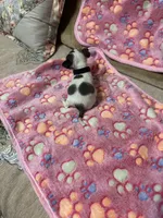 Black collar , a female Chihuahua for sale in Pitkin, LA – 2 of 2