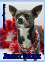 Female Blue spotted on white, a female Chihuahua for sale in Pitkin, LA – 2 of 3