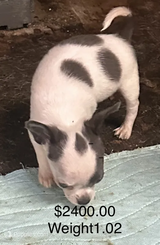 Black collar  – Chihuahua puppy for sale in Pitkin, LA