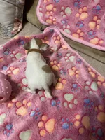Tan Collar, a female Chihuahua for sale in Pitkin, LA – 2 of 2