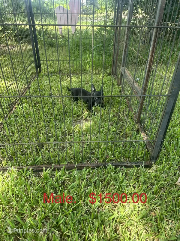 Williams Magic Beaux – Chihuahua puppy for sale in Pitkin, LA