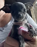 Pink Collar 1.7 pounds 6/1/26, a female Chihuahua for sale in Pitkin, LA – 4 of 4