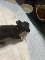 Yellow collar, a female Chihuahua for sale in Pitkin, LA – 2 of 2