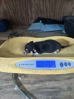 Male black tri, a male Chihuahua for sale in Pitkin, LA – 6 of 9