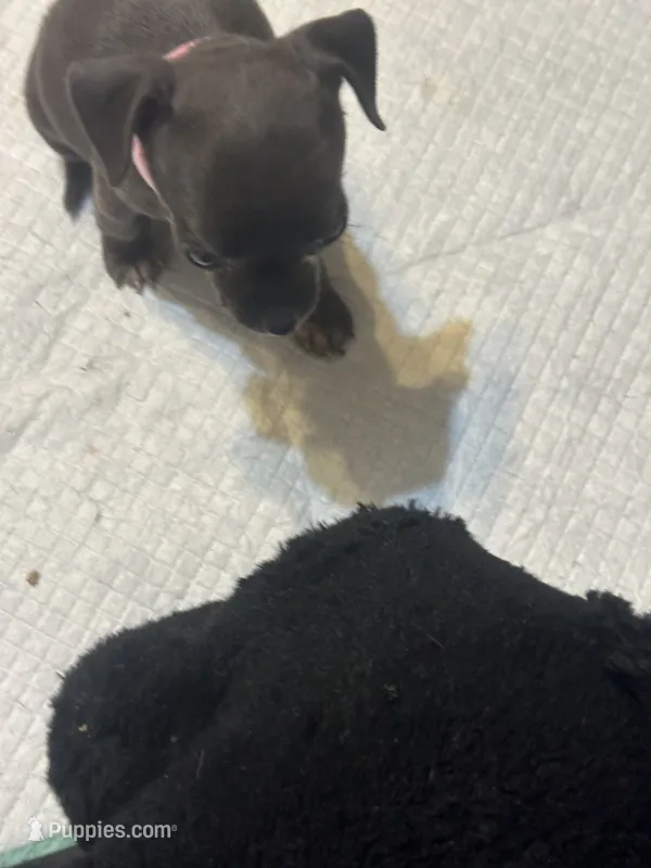 Pink Collar – Chihuahua puppy for sale in Pitkin, LA