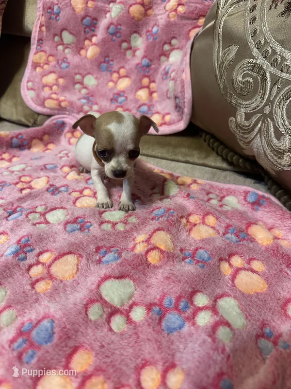 Tan Collar – Chihuahua puppy for sale in Pitkin, LA