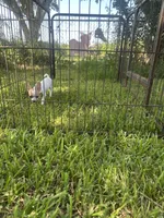 Reduced.  Red Fawn spotted on white, a female Chihuahua for sale in Pitkin, LA – 2 of 3