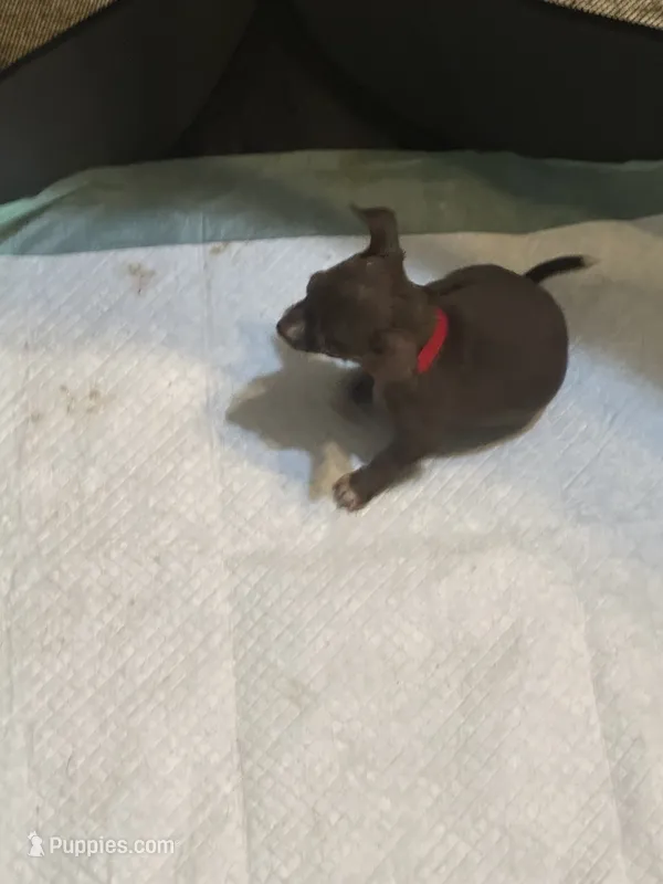 Red collar – Chihuahua puppy for sale in Pitkin, LA