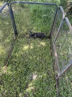 Reduced. Chocolate Blue 1.7 pounds 6/1/26, a female Chihuahua for sale in Pitkin, LA – 2 of 2