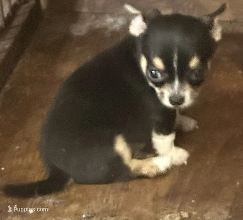 Male black tri – Chihuahua puppy for sale in Pitkin, LA