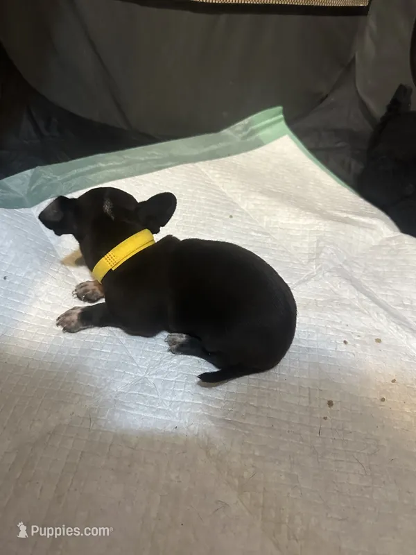 Yellow collar – Chihuahua puppy for sale in Pitkin, LA