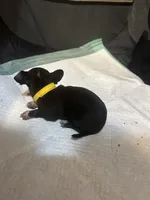Yellow collar, a female Chihuahua for sale in Pitkin, LA – 1 of 2