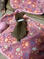 White Collar. , a female Chihuahua for sale in Pitkin, LA – 2 of 2