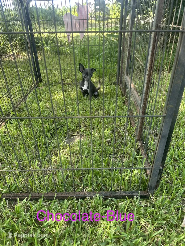 Chocolate Blue 1.7 pounds 6/1/26 – Chihuahua puppy for sale in Pitkin, LA