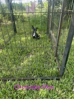 Reduced. Chocolate Blue 1.7 pounds 6/1/26, a female Chihuahua for sale in Pitkin, LA – 1 of 2